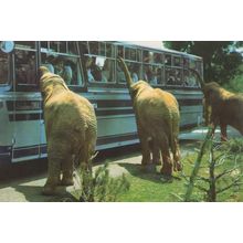Elephant Safari in Mallorca Banging Coach Bus Window 1980s Postcard