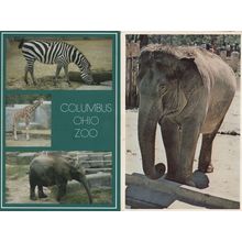 Elephant At Columbus Ohio & Washington Zoo 2x Postcard s