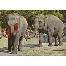Dutch Zoo Elephant Tugging Elephants Tail Flag Zoo Postcard