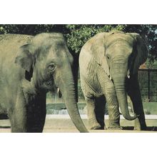 Elephants at Granby Zoo Canada Rare 1980s Postcard