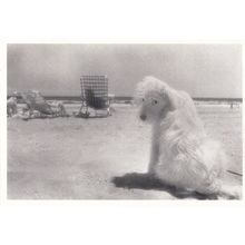 Jealous Lois On USA Rockaway The Beach Dog New York Barbara Alper Photo Postcard