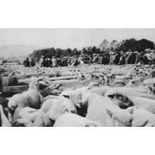 Findon 1920 Farming Sheep Fair Sussex Postcard