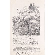 ED 438 GLASTONBURY - THE HOLY THORN. PRINTED POSTCARD