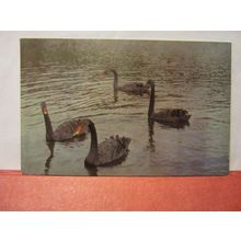BLACK SWANS, CHARTWELL, WESTERHAM, KENT unused postcard W. Churchill. daycard =