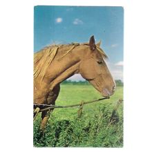 HORSE'S HEAD unused vintage postcard by J. Salmon (c) #