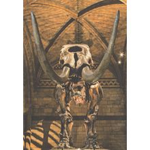 Mammut Americanum Mastodon Dinosaur Skeleton Museum Postcard