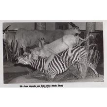 Lion Eating Zebra Bad Taste Animal Disaster Real Photo RPC Postcard