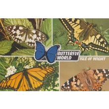 Butterfly World Isle Of Wight Butterflies 1970s Postcard