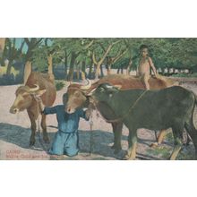 Cairo Child & The Bufalos Antique Egypt Folklore Postcard