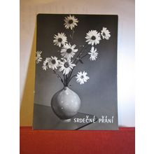 WHITE DAISY FLOWERS unused postcard Czech Republic =