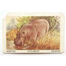 Australian Vitabrits Weeties Animals of World 52 Hippopotamus