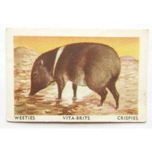 Australian Vitabrits Weeties Animals of World 51 Peccary