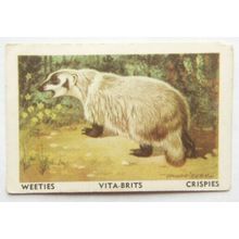 Australian Vitabrits Weeties Animals of World 47 Badger
