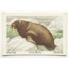 Australian Vitabrits Weeties Animals of World 48 Walrus