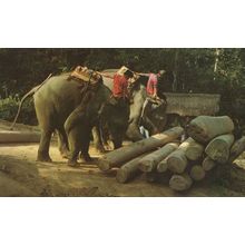 Elephants Working In Teak Wood Forests Thailand Postcard