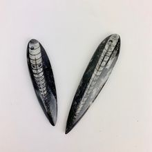 Polished Fossil Orthoceras | 50-75 mm | Pre-Drilled for Pendant Creations[ ]