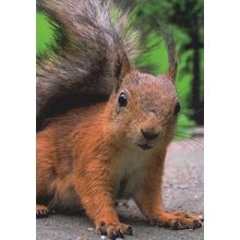 Curious Squirrel Neurgieriges Eichhornen German Animal Postcard