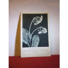 COWSLIP FLOWERS used vintage Christmas postcard 1942 pm =