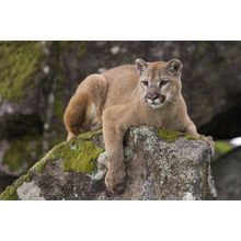 puma-2 Poster Canvas Movie Film Print A0 A1 A2 A3 A4 A5 A6 Art Wall Decoration