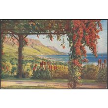 Autumn Tints, Camps Bay, Cape Province, 1951 - Hortors Postcard