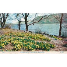 Webster Postcard Wordsworth's Daffodils Ullswater 1969