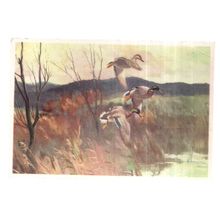 MALLARD DUCKS IN THE WINTER SUNSHINE by Peter Scott unused vintage postcard /