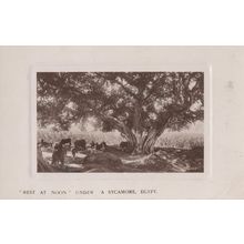 Rest At Noon Under A Sycamore Tree Egypt Real Photo Postcard