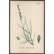 DECUMBENT SEA COUCH-GRASS 1872 John Edward Sowerby PLANT PRINT