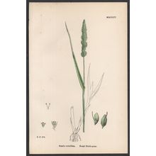 ROUGH BRISTLE-GRASS 1872 John Edward Sowerby PLANT PRINT