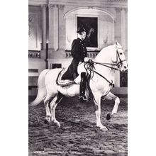 Wien Spanische Reitschule Tropp Spanish Riding School Austria Postcard