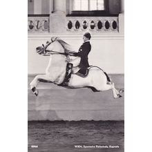 Wien Kapriole Spanische ReitSchule Spanish Riding School Postcard