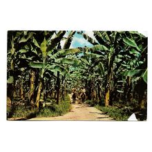 Postcard Panama Puerto Armuelles banana plantation Chiriqui Land Company