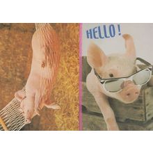 Pig Wearing Sunglasses On Holiday Deckchair Hammock Postcard