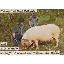 Pig Nose Banged Smelling Ground French France Postcard