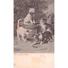 Out Of Door Sport Antique Cat Cats Postcard