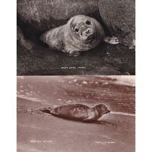 Grey Seal & Old Bill Of Eyea 2x Old Real Photo Postcard s