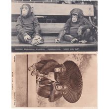 Bobo & Jimmy London Zoological Society 2x Chimpanzee Postcard s