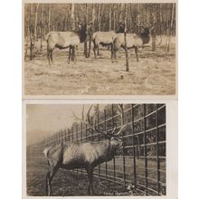 Elks 2x Elk Cervus Elaphus 2x Old Real Photo Postcard s