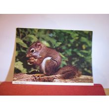 A YOUNG SQUIRREL unused postcard Collectacard by John Hinde =