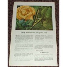 1949 Travelers Insurance Ad, Amphidasis Moth, NICE!!