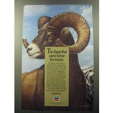 1992 Chevron Oil Ad - The sheep that came home for winter