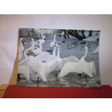 BEWICK'S SWANS used postcard by Wildfowl & Wetlands Trust.. animals birds =