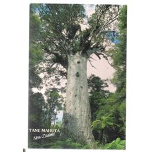 TANE MAHUTA, NORTHLAND, NEW ZEALAND used postcard 2000 postmark =