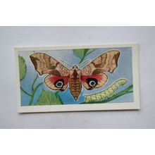 1958 Swettenham tea card Butterflies & Moths No. 23 Eyed Hawk Moth