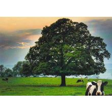Rylestone Tree Yorkshire Skipton Photo Photography Winner Postcard