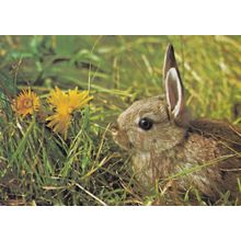 Wild Rabbit & Dandelions Brian Gadsby Rare Medici Postcard