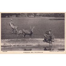Hogdeer Deer Whipsnade Zoo Park Postcard
