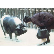 Woman Almost Kissing Blue Pig Animal Comic Real Photo Postcard