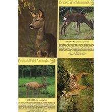 British Red Roe Deer Fawn 4x Deers Postcard s