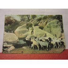 GOAT HERD, EPAKO, OMARURU, SOUTH WEST AFRICA NAMIBIA unused antique postcard =